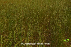 800 Hectares.00_02_53_18.Quadro015_590e73a9a36ad74f98c587e23eccf9198d0e925c.png